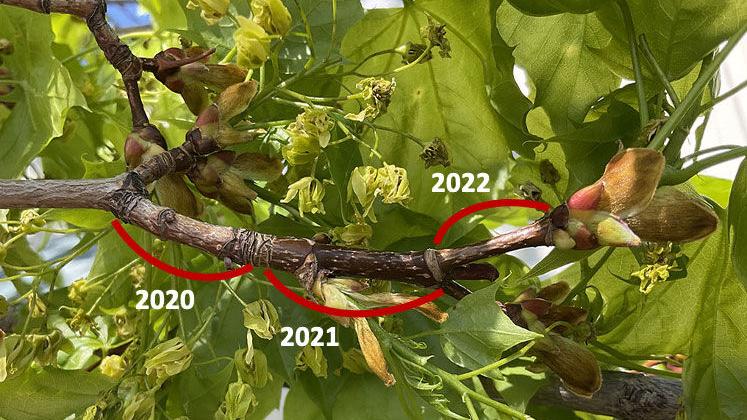 Sarah Browning: Helping your trees be healthier